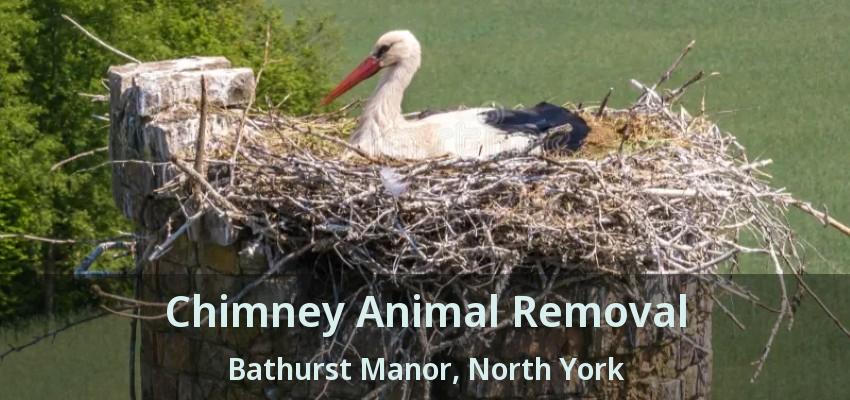Chimney Animal Removal Bathurst Manor, North York - ON