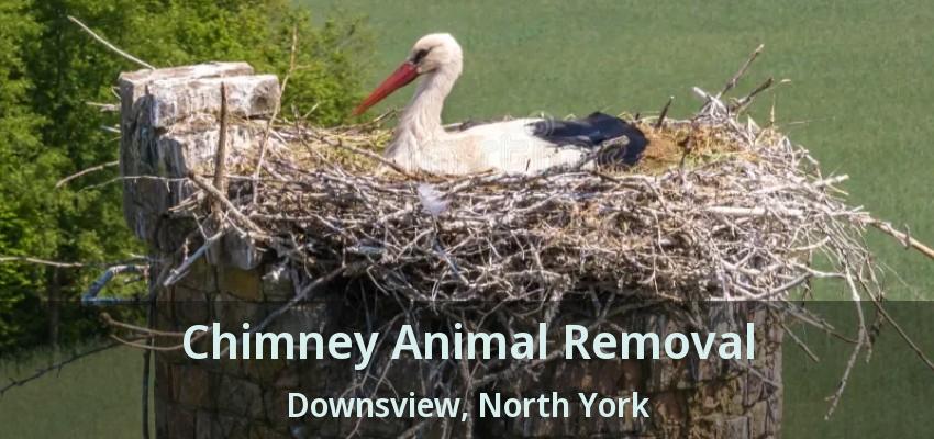 Chimney Animal Removal Downsview, North York - ON