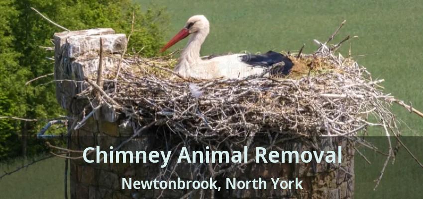 Chimney Animal Removal Newtonbrook, North York - ON