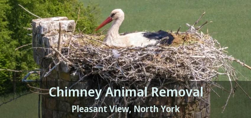 Chimney Animal Removal Pleasant View, North York - ON