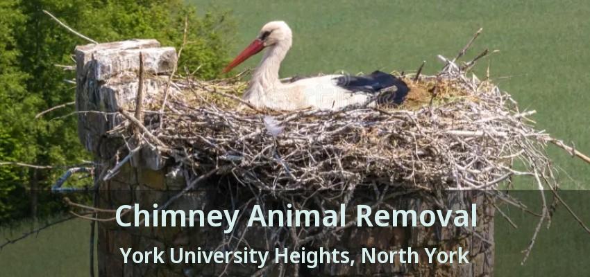 Chimney Animal Removal York University Heights, North York - ON
