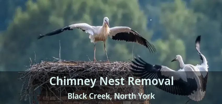Chimney Nest Removal Black Creek, North York - ON