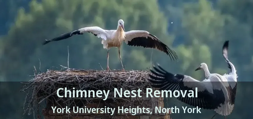 Chimney Nest Removal York University Heights, North York - ON