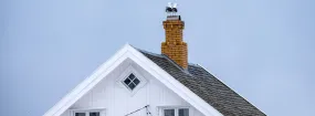 Chimney Nest Removal Jane and Finch, North York